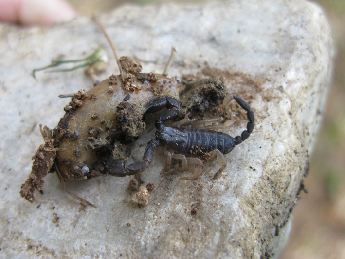 Euscorpius flavicaudis con limacide